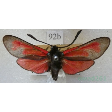 Zygaena purpuralis (Brünnich, 1763) Kraśnik purpuraczek Deutschland92b